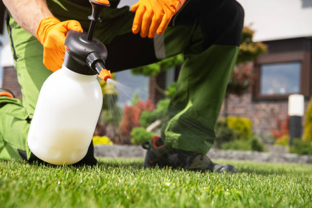 Best Local Pest Control Services  in Salem, AR