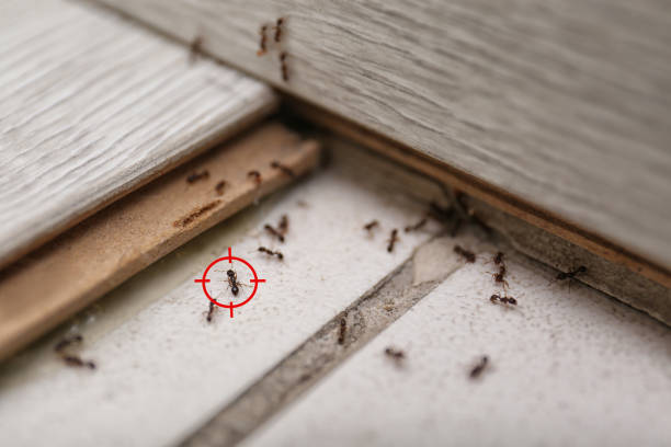 Best Mosquito Control Services  in Salem, AR