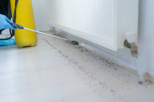 Best Affordable Pest Control Services  in Salem, AR