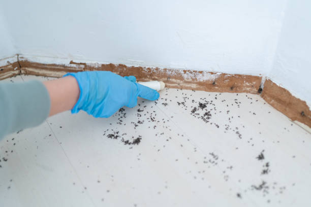 Best Termite Control Services  in Salem, AR